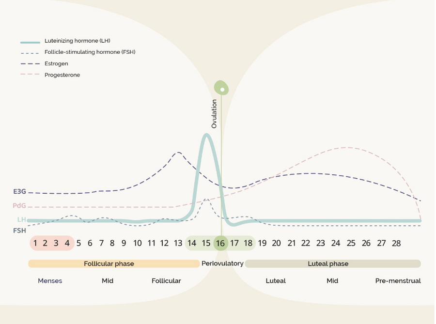 Understanding the Menstrual Cycle: A Journey Through the Phases
